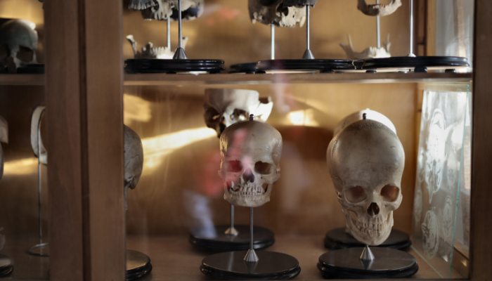 ¿Qué es la identificación humana en el ámbito forense?