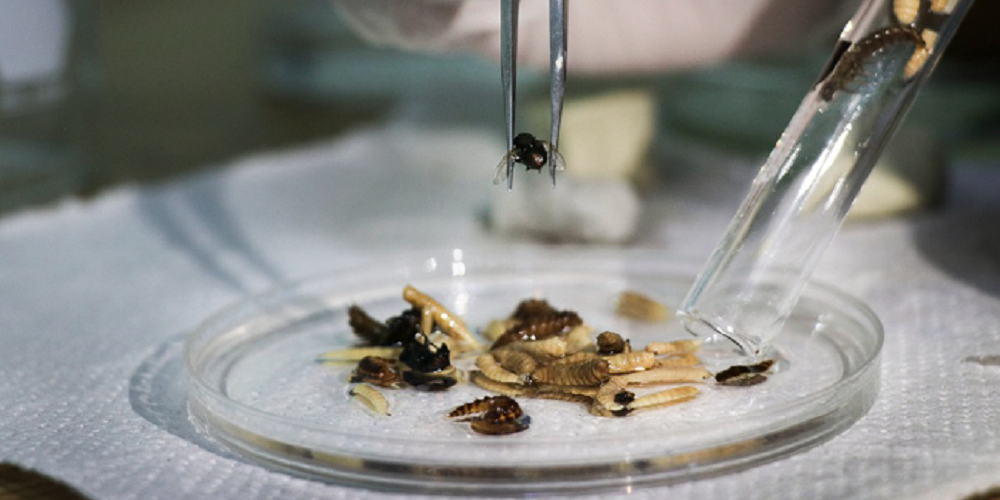 La descomposición del cuerpo y su relación con la entomología forense
